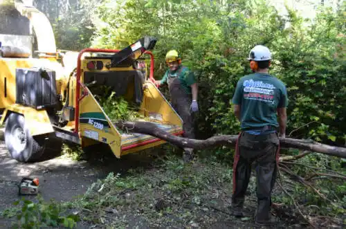 tree services Northbrook